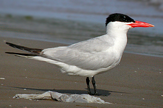 Caspian Tern