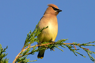 Cedar Waxwing