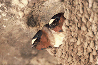 Cliff Swallow