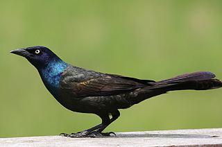 Common Grackle