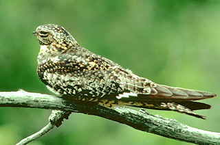 Common Nighthawk