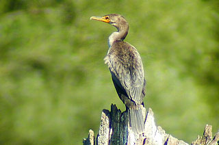 Double-crested Cormorant