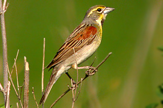 Dickcissel