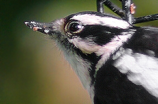 Downy Woodpecker