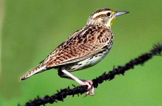 Eastern Meadowlark