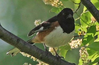 Eastern Towhee