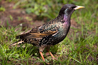 European Starling