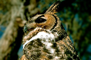 Great Horned Owl