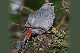 Gray Catbird