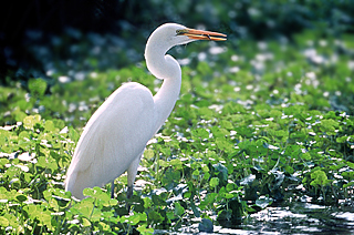 Great Egret