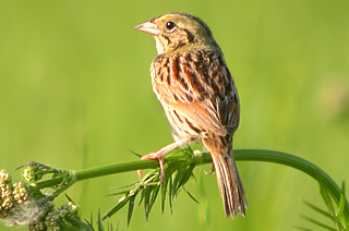 Henslow's Sparrow