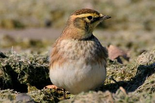 Horned Lark