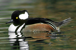 Hooded Merganser