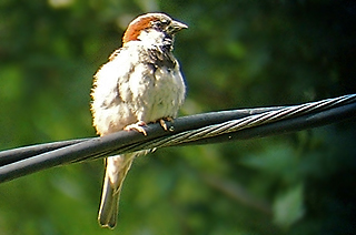 House Sparrow