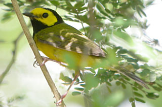 Hooded Warbler