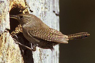 House Wren