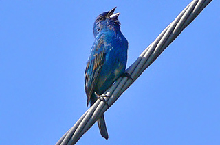 Indigo Bunting