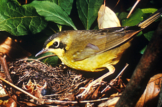 Kentucky Warbler