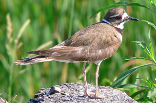 Killdeer