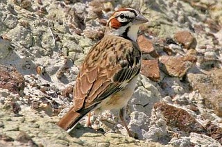 Lark Sparrow