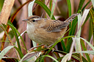 Marsh Wren