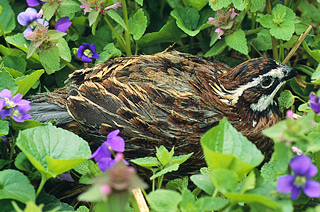 Northern Bobwhite