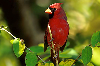 Northern Cardinal