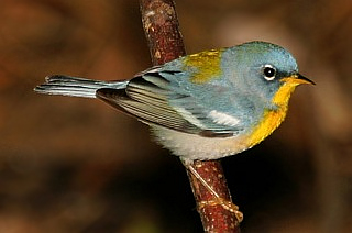 Northern Parula