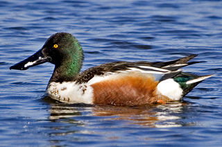 Northern Shoveler