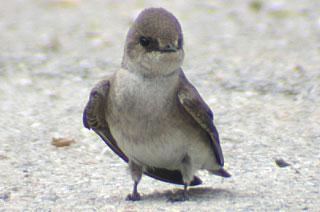 Northern Rough-winged Swallow