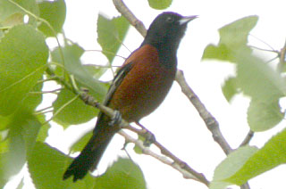 Orchard Oriole