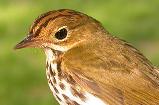 Ovenbird