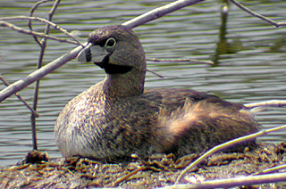 Pied-billed Grebe