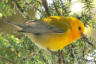 Prothonotary Warbler