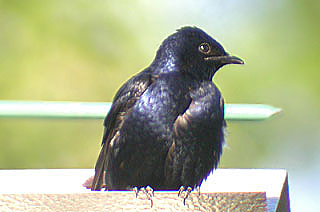 Purple Martin