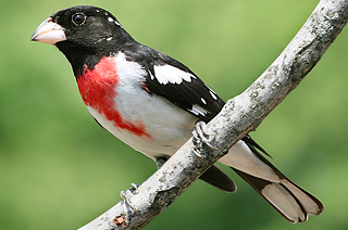 Rose-breasted Grosbeak