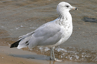 Ring-billed Gull