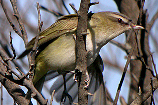 Red-eyed Vireo