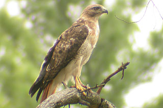 Red-tailed Hawk