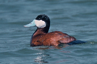 Ruddy Duck