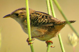 Sedge Wren