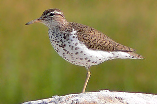 Spotted Sandpiper