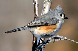 Tufted Titmouse