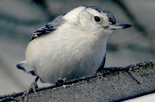 White-breasted Nuthatch