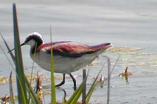 Wilson's Phalarope