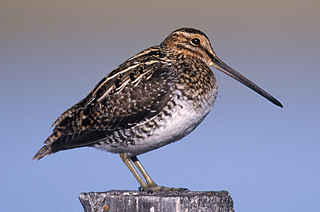 Wilson's Snipe