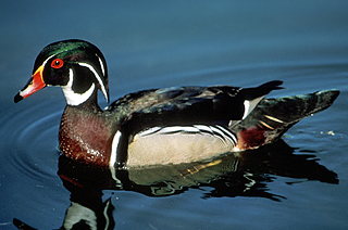 Wood Duck