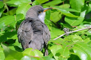 Yellow-billed Cuckoo