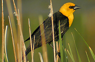 Yellow-headed Blackbird