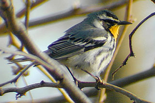 Yellow-throated Warbler